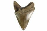 Serrated, Fossil Megalodon Tooth - Georgia #159736-1